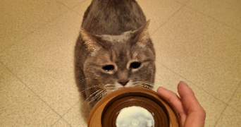 caroline pet sitter à GRIGNY 91350_2