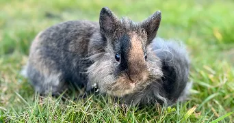 laure pet sitter à VIBRAYE 72320