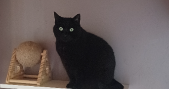 sharlène pet sitter à VAUDEVANT 07410_7