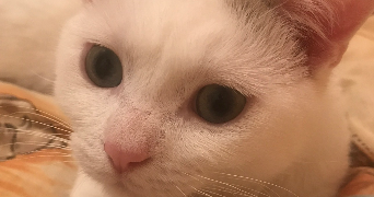 shanys pet sitter à DIJON 21000_0