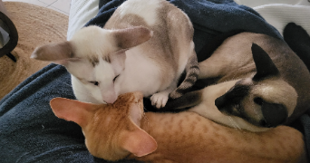 stérenn pet sitter à PLUGUFFAN 29700_1