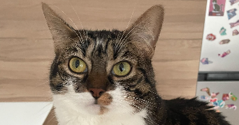 mathilda pet sitter à ORLEANS 45000_7