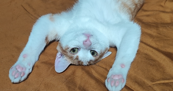 charlotte pet sitter à TARBES 65000_1