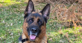 eléonore pet sitter à ANDERLECHT 1070_2