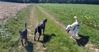 lénaïs pet sitter à ROANNE 42300_6