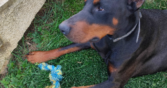 erinn pet sitter à PARIS 15 75015_3