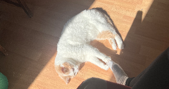 léa pet sitter à MONTBELIARD 25200_1