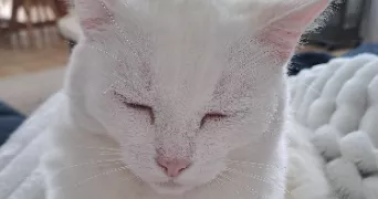 nathalie pet sitter à PAREMPUYRE 33290