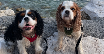 elisa pet sitter à SARAN 45770_2