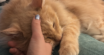 lisa pet sitter à STRASBOURG 67000_2