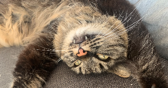 lucile pet sitter à DIJON 21000_5