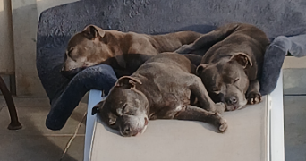 thomas pet sitter à VILLEFRANCHE SUR MER 06230_1