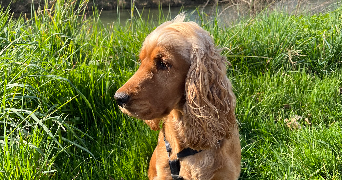 nathan pet sitter à FONTENAY LE COMTE 85200_1