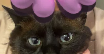 rézlène cat sitter à MONTIGNY EN GOHELLE 62640