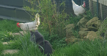 caroline pet sitter à HOUDEMONT 54180_5