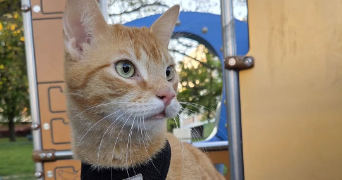 noa pet sitter à FONTENAY AUX ROSES 92260_5