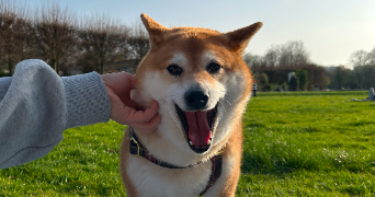 jules-victor pet sitter à BOULOGNE BILLANCOURT 92100_3