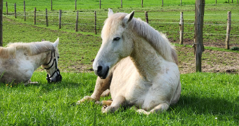 flore pet sitter à US 95450_8