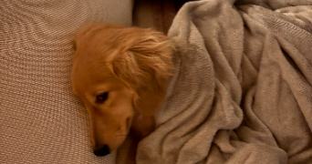 chiara pet sitter à PARIS 05 75005_10