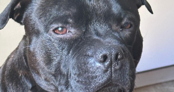 christelle pet sitter à AIX EN PROVENCE 13100_1