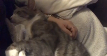 clara pet sitter à LE BOUSCAT 33110_2