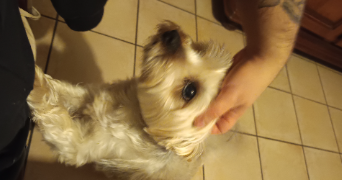 léo dog sitter à MOURENX 64150_2