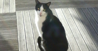 coralie pet sitter à NEMOURS 77140_6