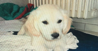 aline pet sitter à CALAIS 62100_0