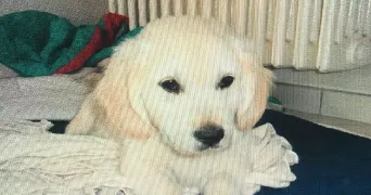 aline pet sitter à CALAIS 62100