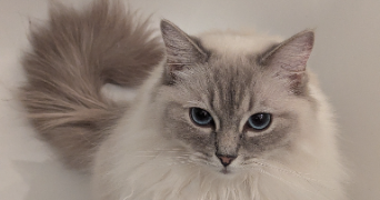 delphine pet sitter à Sèvres 92310_8