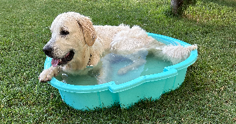 titouan pet sitter à SURY LE COMTAL 42450_2
