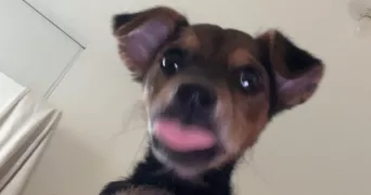 tiffany pet sitter à PARAY VIEILLE POSTE 91550