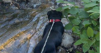 lina pet sitter à ST VALLIER 26240_3