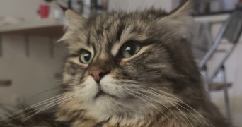 corentin pet sitter à Ivry-sur-seine 94200_8