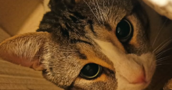 melissa pet sitter à MONTAUBAN 82000_2