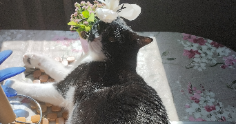 doris pet sitter à LYON 03 69003_2