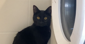maëlys pet sitter à HEROUVILLE ST CLAIR 14200_1