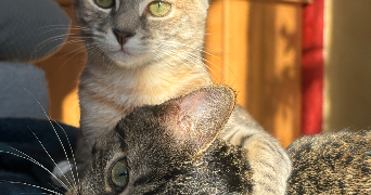 manon pet sitter à GRAND FOUGERAY 35390_0