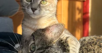 manon pet sitter à GRAND FOUGERAY 35390