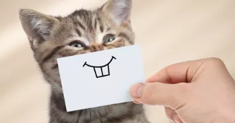 kunoz cat sitter à ALFORTVILLE 94140