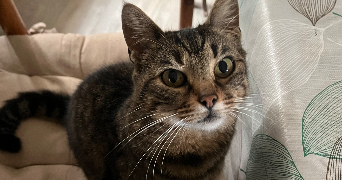 maëva pet sitter à CESSON SEVIGNE 35510_3