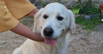 david pet sitter à ST GENIS LES OLLIERES 69290_6
