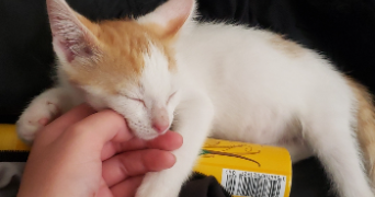 océane pet sitter à VINCEY 88450_6
