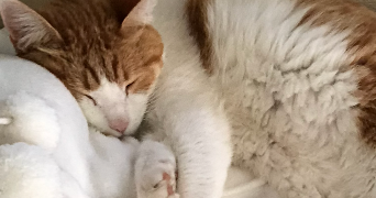 emilie pet sitter à Nancy 54000_2