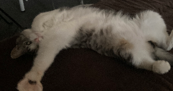 delneste pet sitter à TOULOUSE 31200_3