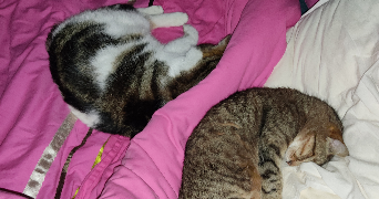 clara pet sitter à ST PAUL LA COSTE 30480_9