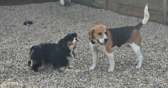 marlene pet sitter à AUNEAU BLEURY ST SYMPHORIEN 28700_19