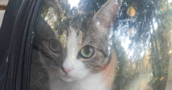 elisabeth pet sitter à ARRAS 62000_0