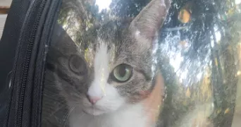 elisabeth pet sitter à ARRAS 62000