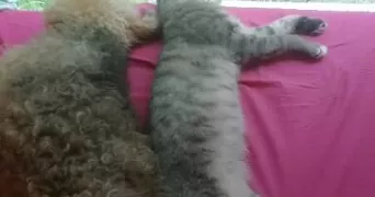 laurence pet sitter à GANNAT 03800